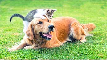 Assurance chien chat